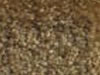 Textured Carpet Sample