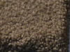 Plush Velvet Stainmaster Carpet